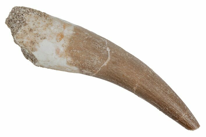 Fossil Plesiosaur (Zarafasaura) Tooth - Morocco #211441